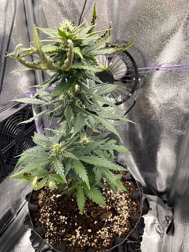 Growreport Bild 1