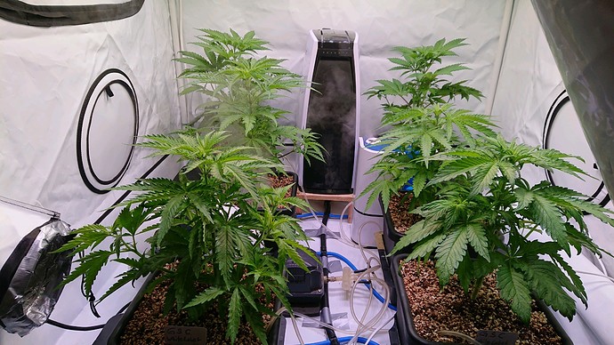 obscura1613302630707