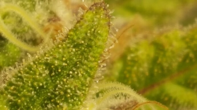 Growreport Bild 4