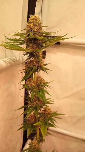 Growreport Bild 26