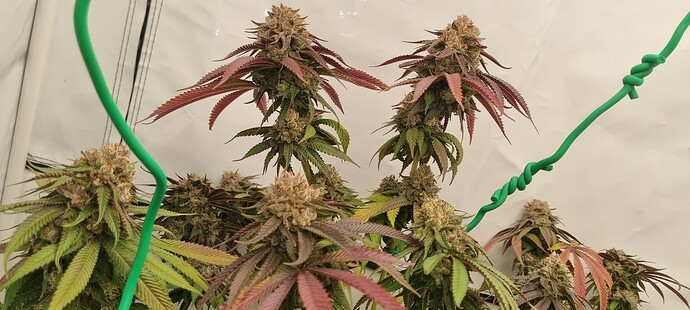 Growreport Bild 11