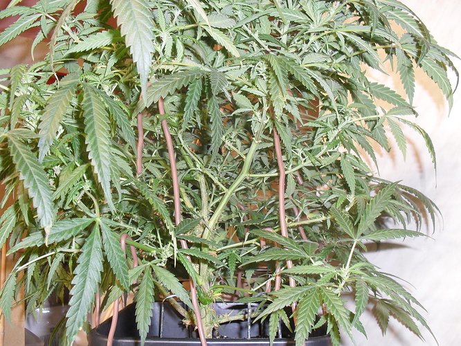 Growreport Bild 2