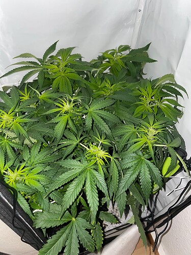 Growreport Bild 13