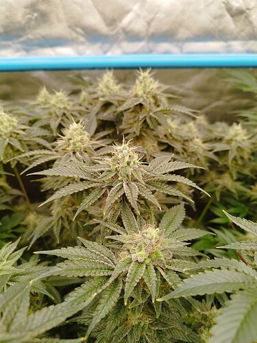 Growreport Bild 1