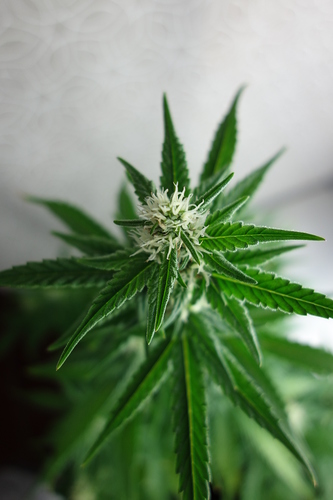 Growreport Bild 6