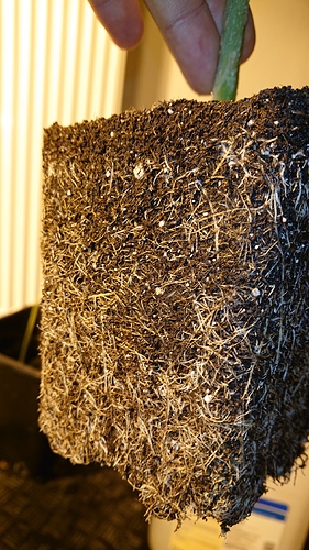 Growreport Bild 8