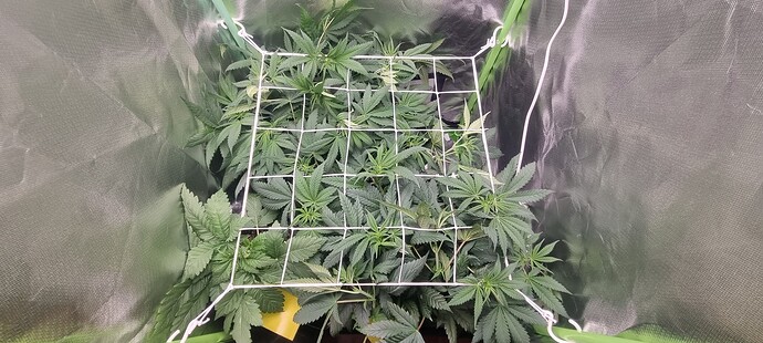 Growreport Bild 6
