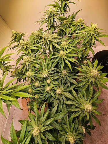 Growreport Bild 2
