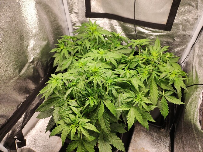 Growreport Bild 6