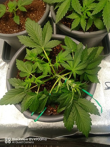 Growreport Bild 10