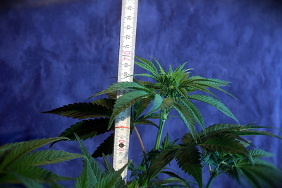 Growreport Bild 11