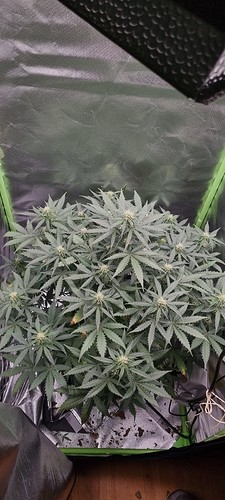 Growreport Bild 1