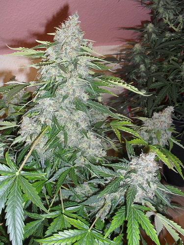 Growreport Bild 15
