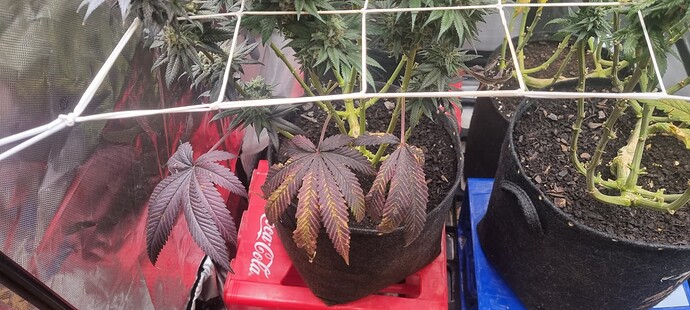 Growreport Bild 30