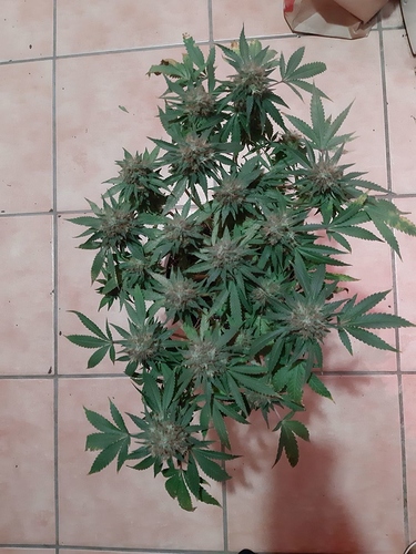 Growreport Bild 2
