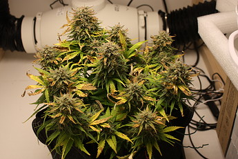 Growreport Bild 2