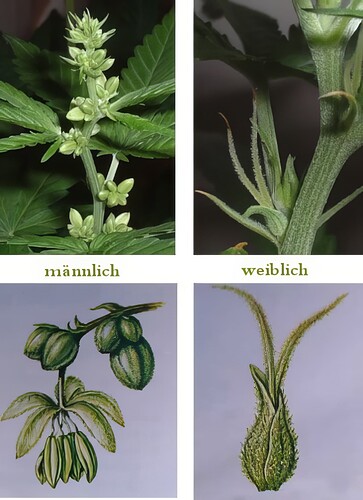 hanf-cannabis-blüte-geschlecht