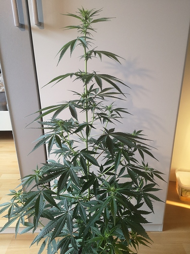 Growreport Bild 4
