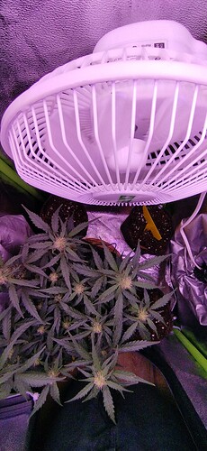 Growreport Bild 86