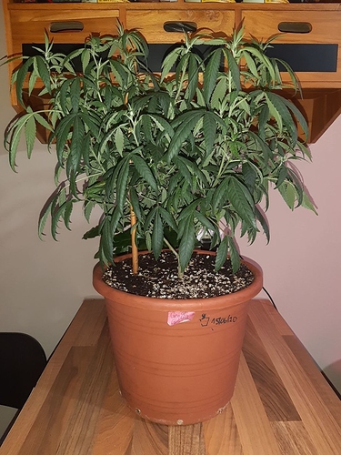 Growreport Bild 2