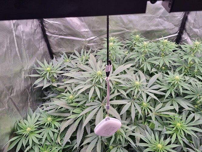 Growreport Bild 41