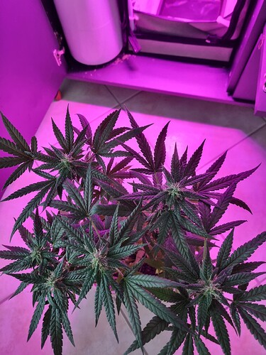 Growreport Bild 6