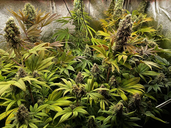 Growreport Bild 4