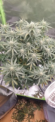 Growreport Bild 10