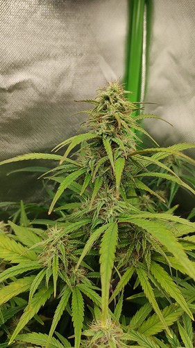 Growreport Bild 4