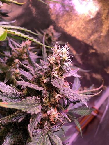 Growreport Bild 30