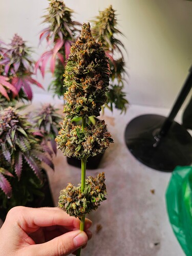 Growreport Bild 30
