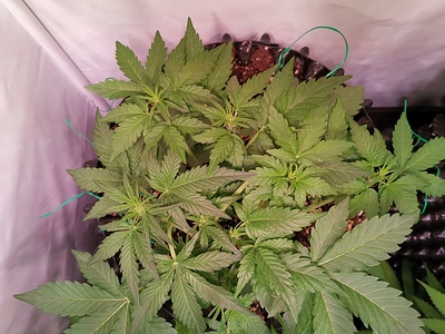 Growreport Bild 11