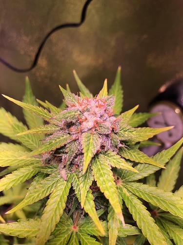 Growreport Bild 8