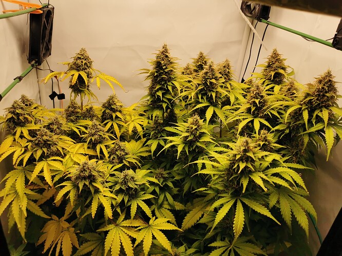 Growreport Bild 15