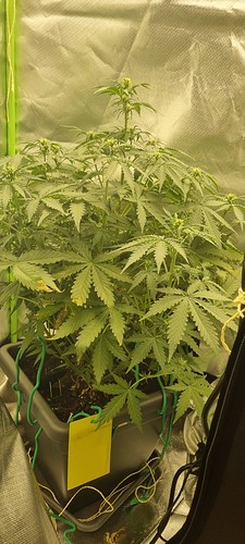 Growreport Bild 15