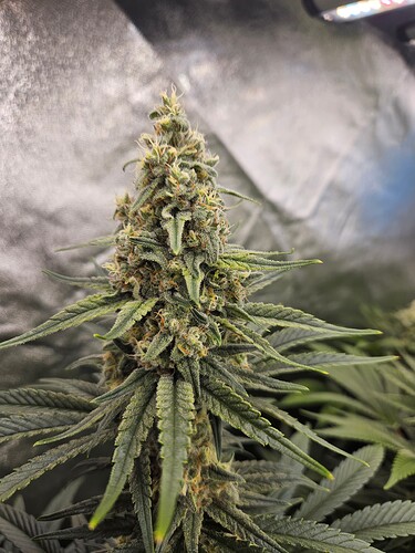 Growreport Bild 35