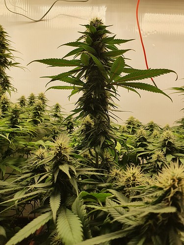 Growreport Bild 18