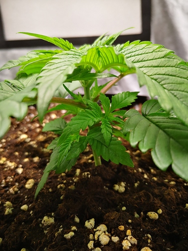 Growreport Bild 4
