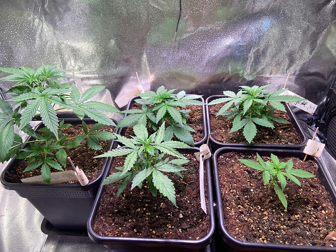 Growreport Bild 3
