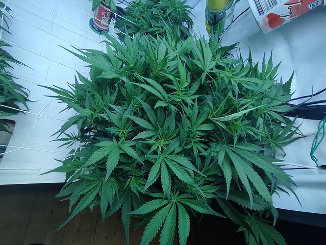 Growreport Bild 21