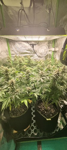 Growreport Bild 1