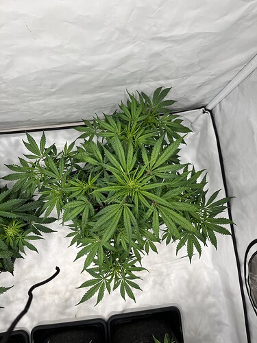 Growreport Bild 5