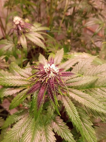 Growreport Bild 57