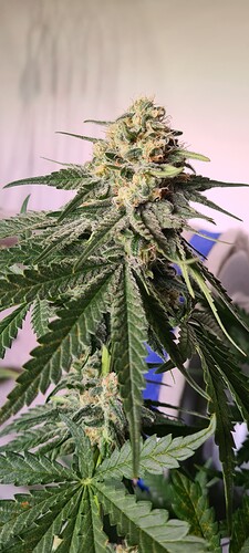 Growreport Bild 3