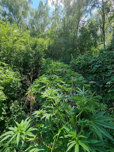 Growreport Bild 12