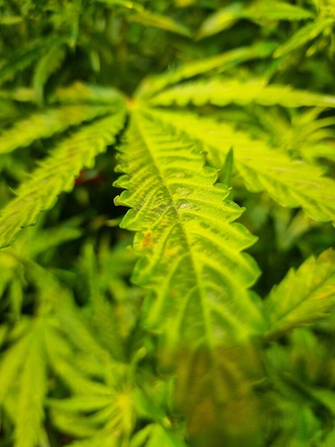Growreport Bild 11