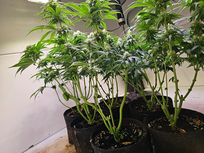 Growreport Bild 4
