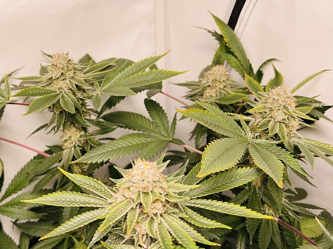 Growreport Bild 18