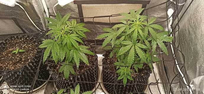IMG-20230927-WA0010