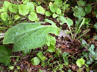 Growreport Bild 70